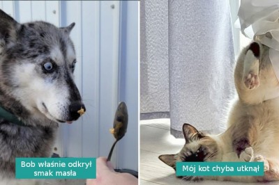 16 dowodów na to, że ludzie nigdy do końca nie zrozumieją zwierząt