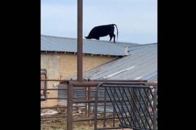 Moment w którym rolnikowi puszczają nerwy na widok krowy