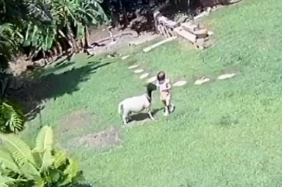 Pies obronił dziecko przed atakiem agresywnej kozy