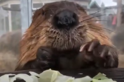 Codzienna porcja ciekawych i zabawnych filmików #625