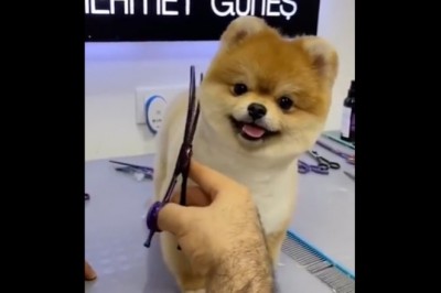 Pies, który jest idealnym modelem. Nic mu nie przeszkadza