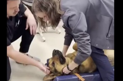 Kiedy psu stanie coś w gardle i musisz to wyciągnąć