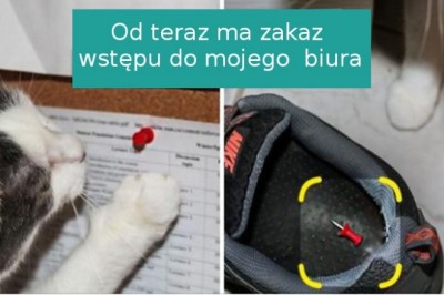 18 osób, które chciały zwierzaka, a dostały wrednego współlokatora