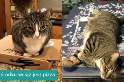 15 zdjęć, które pokazują, że to właśnie koty rządzą naszym światem