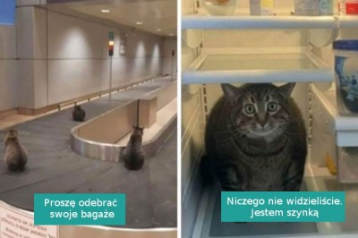 16 zabawnych i dziwacznych zdjęć zwierzaków tam, „gdzie nie powinno ich być”