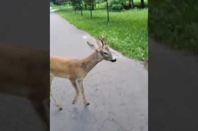 Kiedy sarenka atakuje Sebixów. Mieli pełne gacie