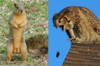 18 zdjęć dzikiej przyrody, które wyszły tak źle, że aż stały się wręcz dobre