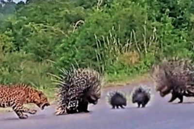 Codzienna porcja ciekawych i zabawnych filmików #639