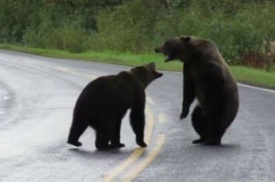 Codzienna porcja ciekawych i zabawnych filmików #640
