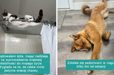 16 uroczych zwierzaków, które znalazły nowy dom i kochających właścicieli