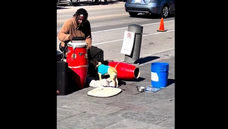 Uliczny artysta i jego wytresowany pies, który dba o kasę