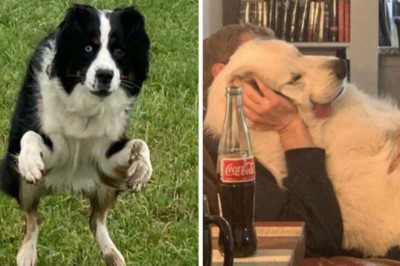 16 psów, których właściciele nie zaznają ani chwili nudy