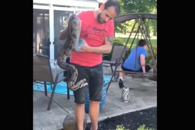 Co może pójść nie tak kiedy złapiesz ogromnego węża w ogródku?