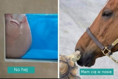 „To nie jest normalne zwierzę!” 20 zdjęć zwierzaków, które nie zachowują się normalnie