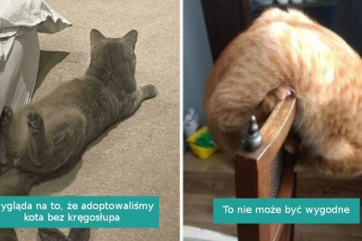 18 kotów, które nieustannie zaskakują swoich właścicieli
