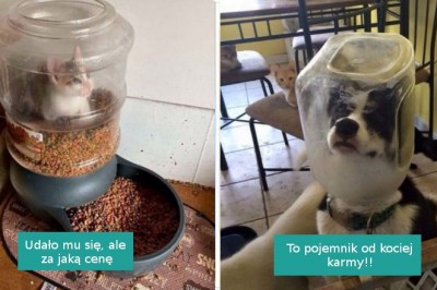 18 pechowych zwierzaków, które zwyczajnie utknęły w czasie jedzenia