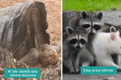 17 sytuacji, w których Matka Natura postanowiła wykazać się kreatywnością