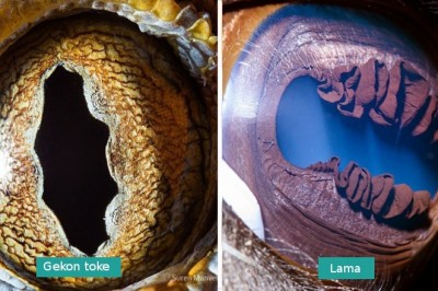 Zdjęcia oczu zwierząt zrobione w dużym zbliżeniu, wyglądają jak nie z tego świata