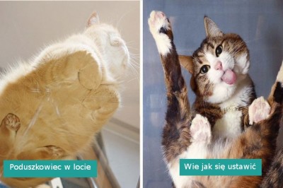 Te zdjęcia to dowód, że każdy właściciel kota musi posiadać szklany stół