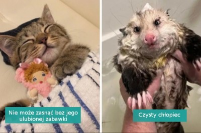 19 rozpieszczonych zwierzaków, które wiedzą, jak wykorzystać swój urok