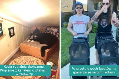 18 rozpieszczonych kociaków, którym żyje się lepiej niż nie jednemu człowiekowi