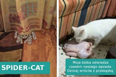 15 zdjęć pokazujących, że koty wprost uwielbiają „trollować” swoich właścicieli