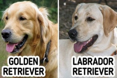Te rasy psów są tak do siebie podobne, że nawet miłośnik psów może je pomylić