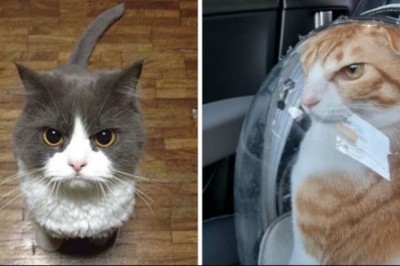 16 osób, które po prostu musiały zrobić zdjęcie swoim wkurzonym kotom