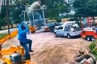 Nie mieli gdzie uciec podczas ataku os przy wycince drzew