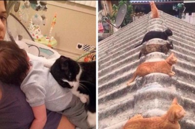 17 uroczych kotów, które „potrafią wyleczyć depresję”