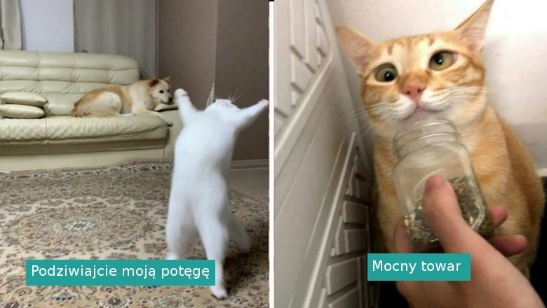 17 kotów, które zachowywały się tak dziwnie, że właściciele postanowili zrobić im zdjęcie