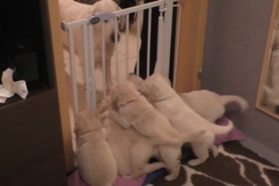 Psia mama szybko pokazuje szczeniakom kto tu rządzi