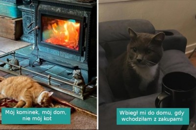 16 najlepszych zdjęć z serii „to mój dom, ale to nie mój kot”