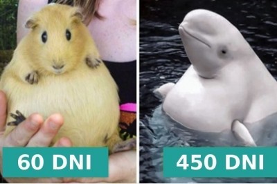 Przekonaj się jak długo trwa ciąża u 16 różnych gatunków zwierząt