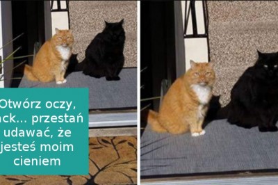 16 zabawnych zdjęć i memów pokazujących dlaczego uwielbiamy koty