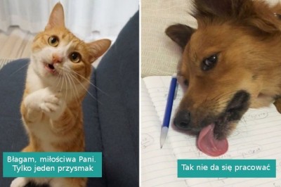 19 zwierzaków, które zupełnie nie potrafią zachowywać się normalnie