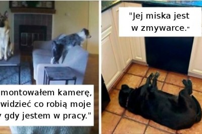 18 właścicieli, którzy znaleźli błędy w oprogramowaniu u swoich psów