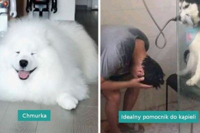 „Co to jest za pies”: 17 zabawnych zdjęć czworonogów, które poprawią ci nastrój