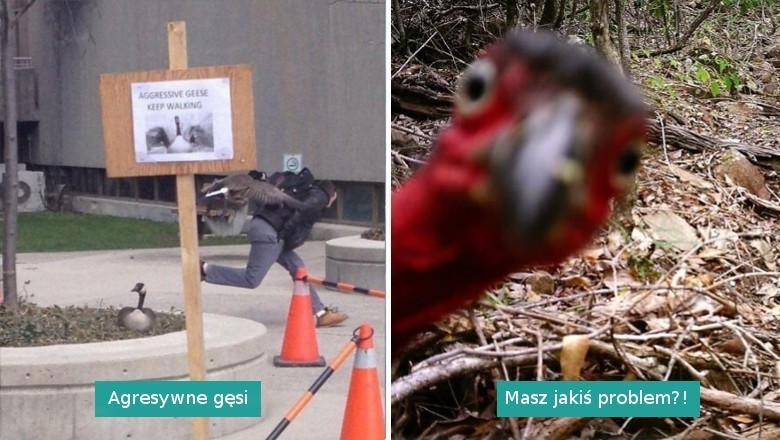 17 bardzo nietypowych fotografii dzikiej przyrody, które dostarczyły nam sporo śmiechu