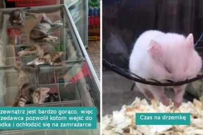 16 zwierzaków przyłapanych na słodkiej drzemce w niecodziennych miejscach