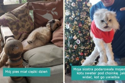 17 fotografii, które przypomniały nam, że zwierzaki potrafią być niezwykle ludzkie