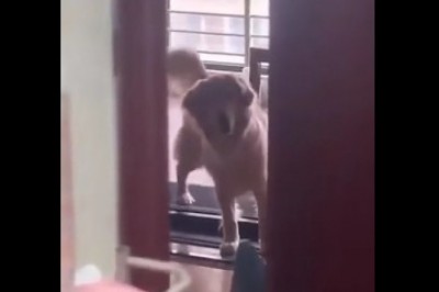 Pies na bieżni rozwala system swoim treningiem