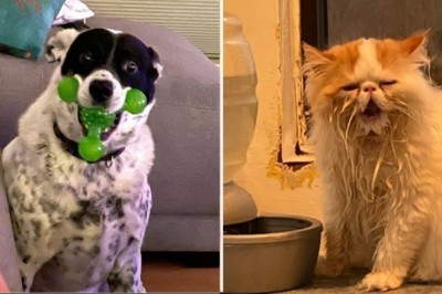 18 zwierzaków, które nawet nie zdają sobie sprawy jak bardzo są zabawne