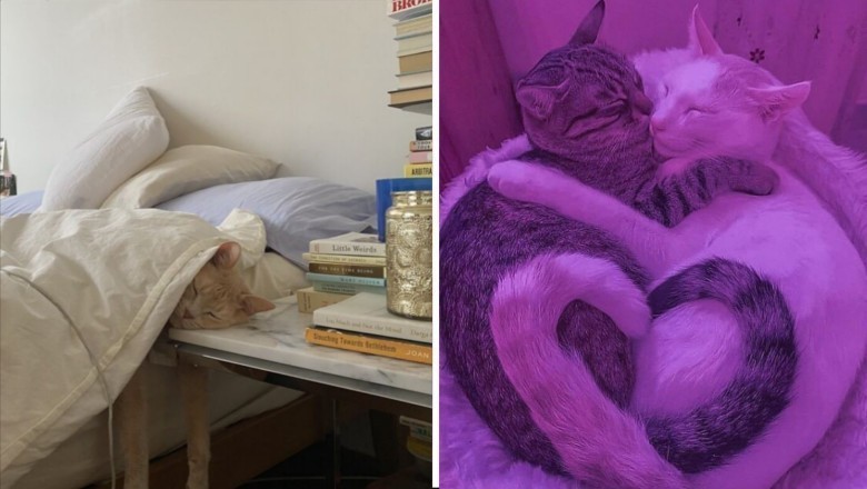16 fotografii kotów, które mogą uprzyjemnić twój dzień