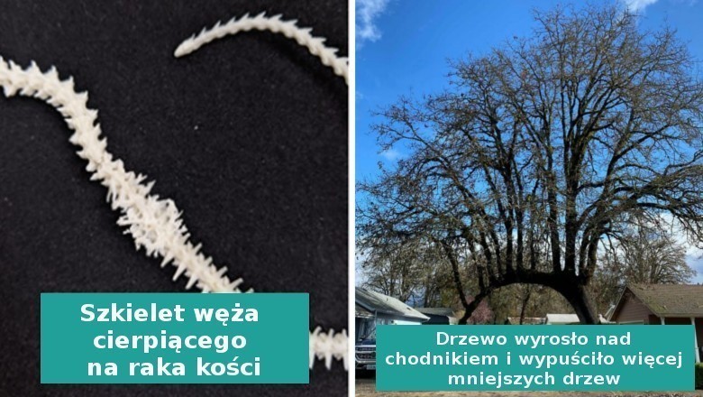 16„umiarkowanie interesujących” rzeczy stworzonych przez Matkę Naturę