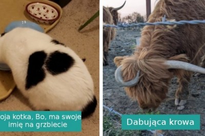 14 sytuacji, w których życie podarowało ludziom darmowe przedstawienie