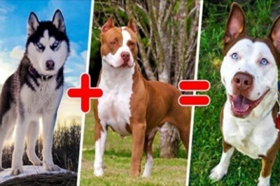 15 mieszanych ras psów, które potrafią zaskoczyć oryginalnością