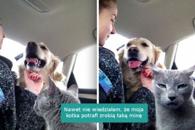 17 zwierząt, które okazują swoją zazdrość w zabawny sposób