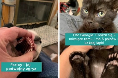 16 wyjątkowych cech szczególnych u zwierzaków, które czynią je unikalnymi