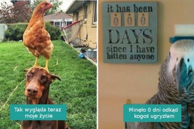 15 bezczelnych ptaków, które nie wahają się postawić na swoim